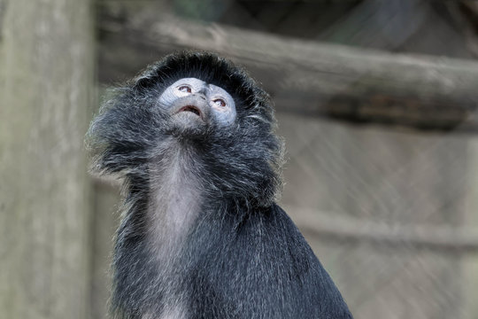 Black-Capped Capuchin Monkey (Cebus apella)