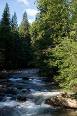 Obraz premium river in the forest