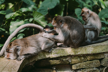 Long-tailed macaque (Macaca fascicularis) in Sacred Monkey Forest, Ubud, Indonesia