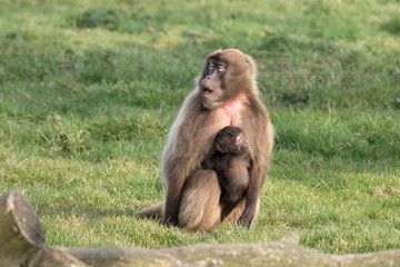 Gelada Baboon (Theropithecus gelada) with baby