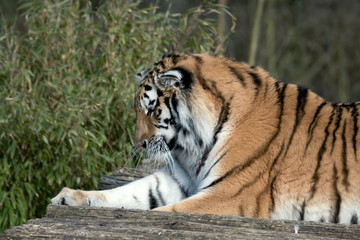 Siberian Tiger (Panthera tigris altaica)