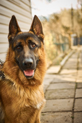 German trained dog. Young male smiling at camera