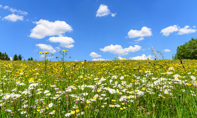 Bunte Frühlingswiese mit weiß-blauem Himmel