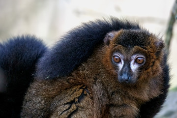 Wide eyed Black Lemur (Eulemur macaco) looking alert