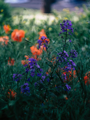 Poppies in the morning light among grasses and meadow flowers