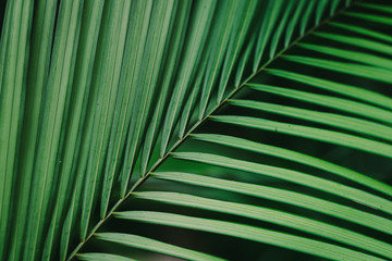 Green palm leaf close up in the tropical forest Bali