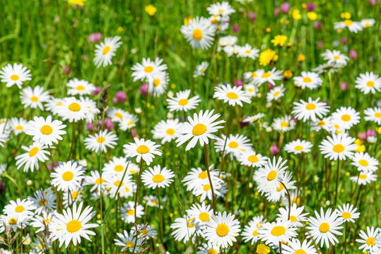 bunte Fr&uuml;hlingswiese mit Margeriten und anderen Wildblumen und Kr&auml;utern