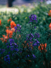 Poppies in the morning light among grasses and meadow flowers