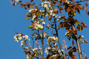 Brown bushchat male bird perching on cherry blossom tree