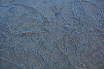 Scie di molluschi sulla spiaggia