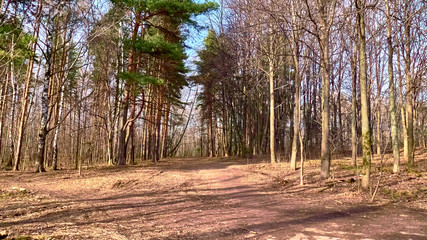 autumn forest in the suburbs