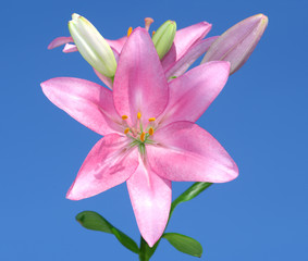 Beautitful pink flower, macrophotography of Lily Asiat Renoir.