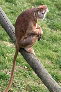 Javan Lutung (Trachypithecus auratus)