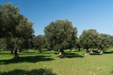 Fototapeta na wymiar The arrival of spring and the cherry blossoms with olive trees - Puglia - Alberobello, Lecce, Putignano, Noci