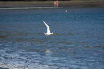Sterna a playa del coco