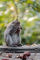 Naklejka na ściany i meble Long-tailed macaque (Macaca fascicularis) in Sacred Monkey Forest, Ubud, Indonesia
