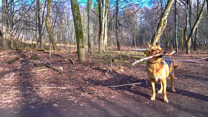 dog with a stick in his teeth