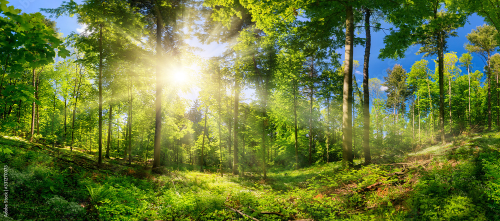 Scenic forest of deciduous trees, with blue sky and the bright sun illuminating the vibrant green foliage, panoramic view