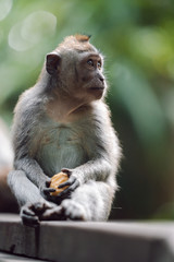 Long-tailed macaque (Macaca fascicularis) in Sacred Monkey Forest, Ubud, Indonesia