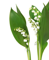 Obraz premium Brins de muguet avec feuilles 