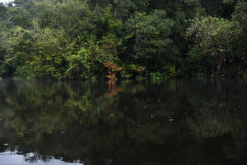 Amazonian wildlife view from a boat of one of the tributaries