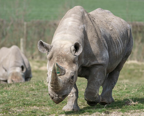 Obraz premium Black Rhinoceros or Hook-lipped Rhinoceros (Diceros bicornis)