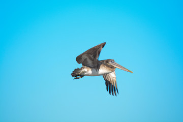 Pellicano in volo