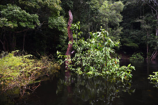 Amazonian Wildlife View From A Boat Of One Of The Tributaries