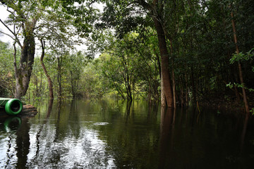 Amazonian wildlife view from a boat of one of the tributaries