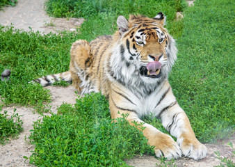 Bengal tiger lying in the grass with his tongue out licking his upper lip