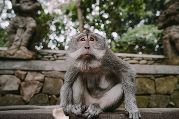 Long-tailed macaque (Macaca fascicularis) in Sacred Monkey Forest, Ubud, Indonesia