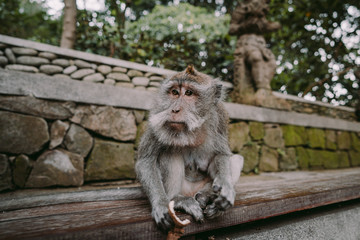 Long-tailed macaque (Macaca fascicularis) in Sacred Monkey Forest, Ubud, Indonesia