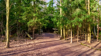 autumn forest in the suburbs