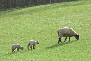 lambs and sheep in a field