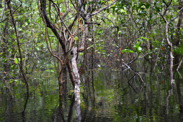 Amazonian wildlife view from a boat of one of the tributaries