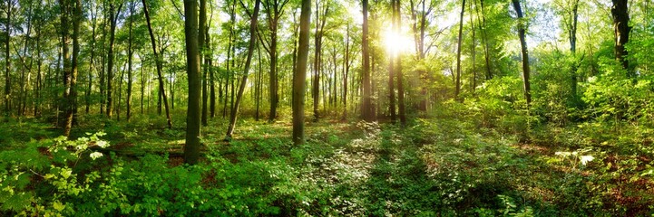 Panorama of a wild forest in summer with bright sun shining through the trees - obrazy, fototapety, plakaty