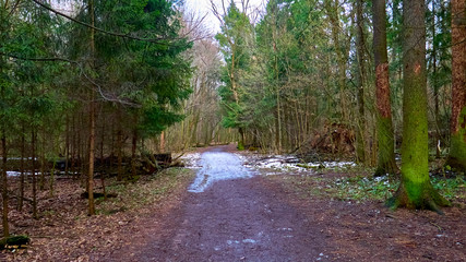 autumn forest in the suburbs