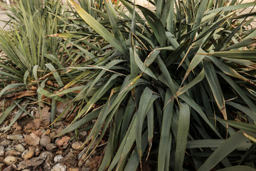 Some green plants on a flowerbed