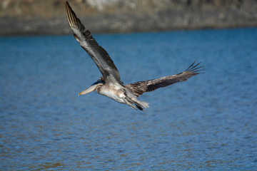Pellicano in volo