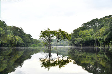 Amazonian wildlife view from a boat of one of the tributaries