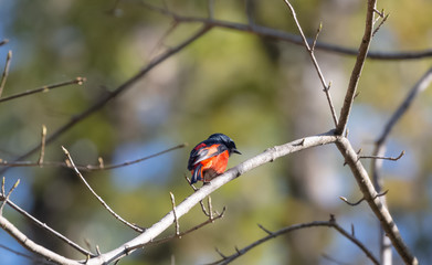 Colorful Minivet bird perching on tree at uttarakhand