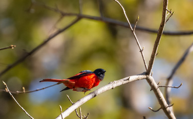 Colorful Minivet bird perching on tree at uttarakhand