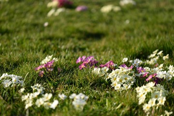 Primevères sauvages (primulas vulgaris)