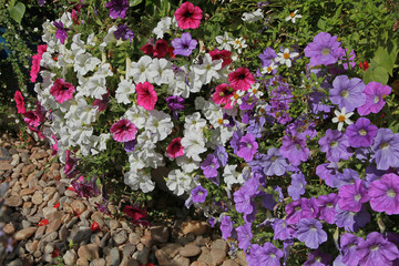 Jardin d'été de nombreuses plantes fleuries