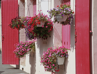 Suspensions de surfinias en façade de maison
