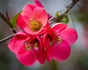 Wegelia blossom close up