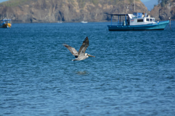 Pellicano in volo