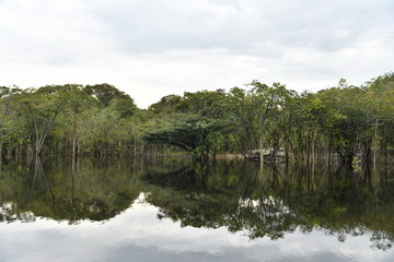 Amazonian wildlife view from a boat of one of the tributaries