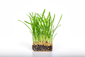 Cat grass