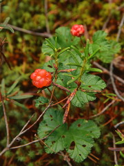 Cloudberries in a forest glade in a taiga forest